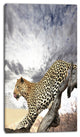 Leopard on Tree under Cloudy Sky, African Wall Art Print, 16"x32"
