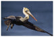 "Brown Pelican flying, California" Print by Tim Fitzharris, 62"x42"