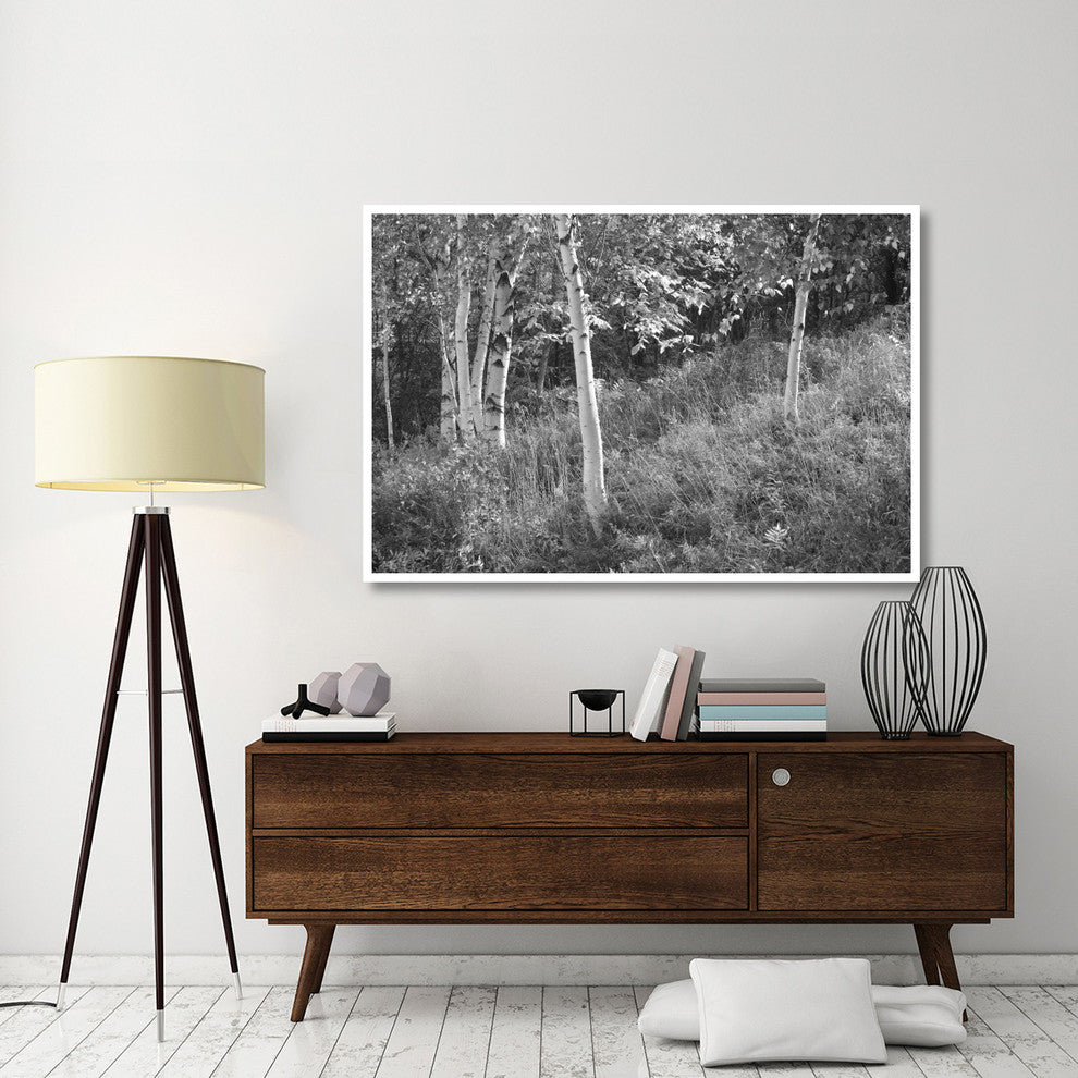 "Sunlit Birches I" Digital Paper Print by Sue Schlabach, 62"x42"