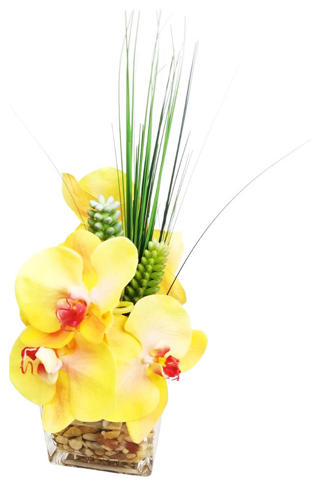 Phalaenopsis Orchid With Succulents in 4" Cube Vase, Yellow