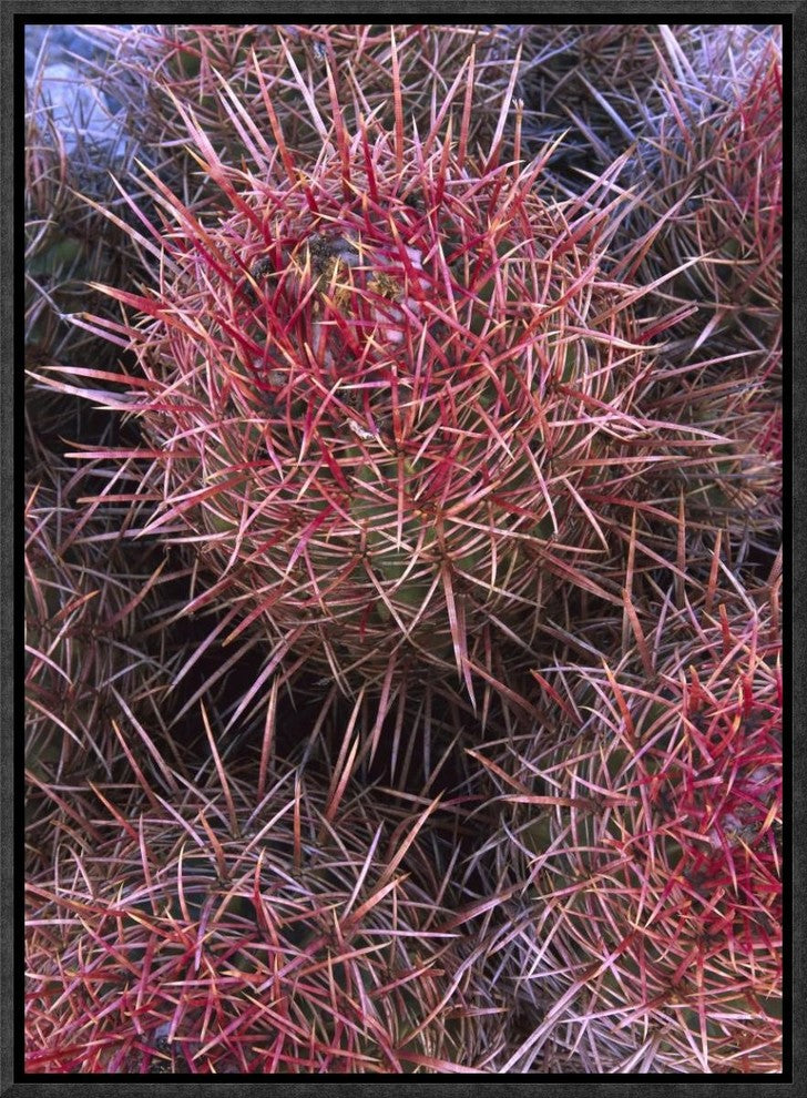Cotton-Top Cactus Detail, Death Valley National Park, California, 12"x16"