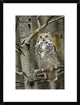 Great Horned Owl Pale Form, Perched In Tree, Alberta, Canada, 18"x24"