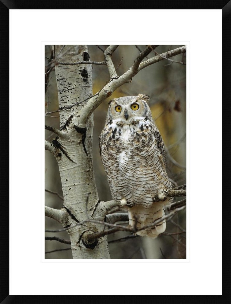 Great Horned Owl Pale Form, Perched In Tree, Alberta, Canada, 18"x24"