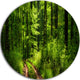 Fascinating Greenery In Wild Forest, Forest Disc Metal Wall Art, 23"