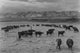 Cattle in South Farm- Paper Poster 20" x 30"