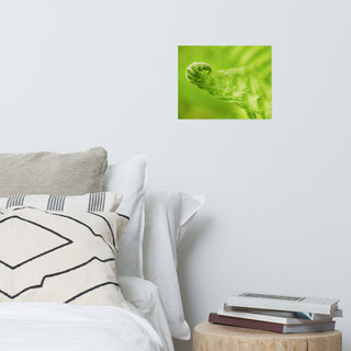 Fern Curl Nature Photography, Botanical Unframed Wall Art Print, 11" X 14"