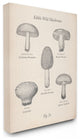 Edible Wild Mushrooms Vintage Drawing Design, 24"x30"