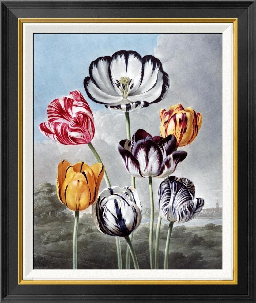 "Tulips" Framed Canvas Giclee by Robert John Thornton, 24x28"