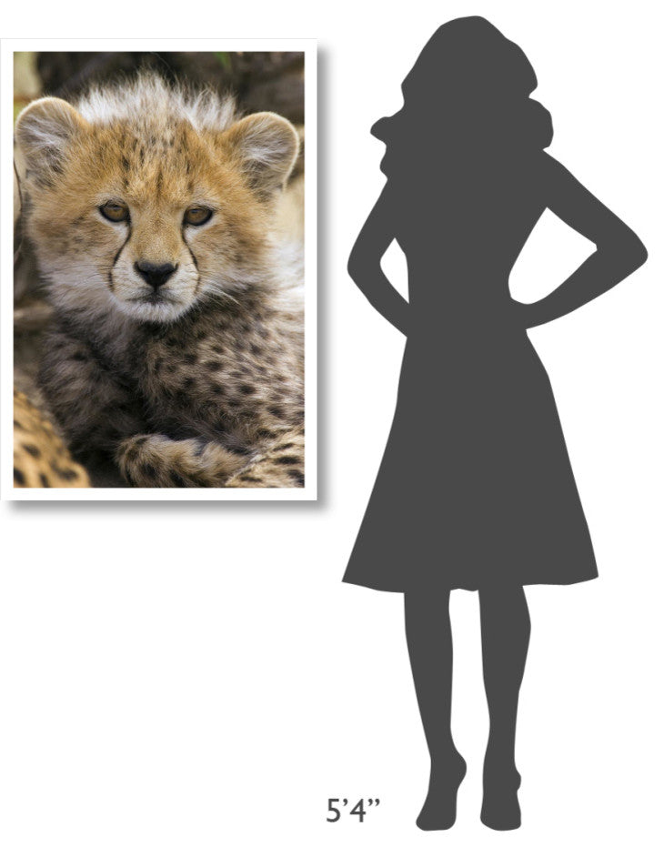 "Cheetah 10-12 week old cub portrait, Maasai Mara Reserve" Paper Art, 26"x38"