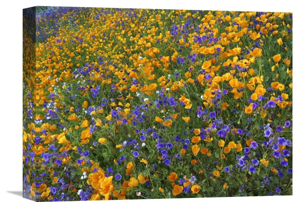 "California Poppy And Desert Bluebell, Antelope Valley, California" Artwork
