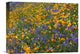 "California Poppy And Desert Bluebell, Antelope Valley, California" Artwork
