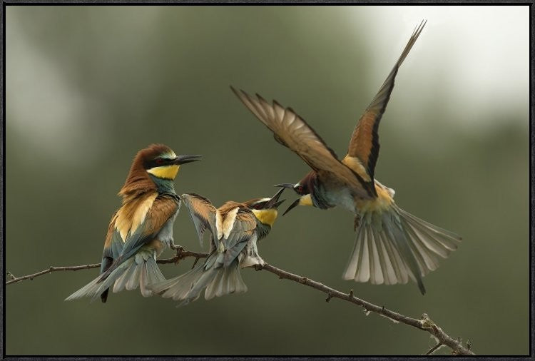 "The Fight For The Female" Framed Canvas Giclee by Alberto Carati, 37x25"