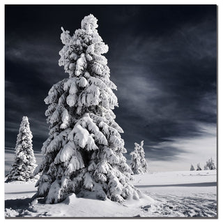 'White Ink' Canvas Art by Philippe Sainte-Laudy