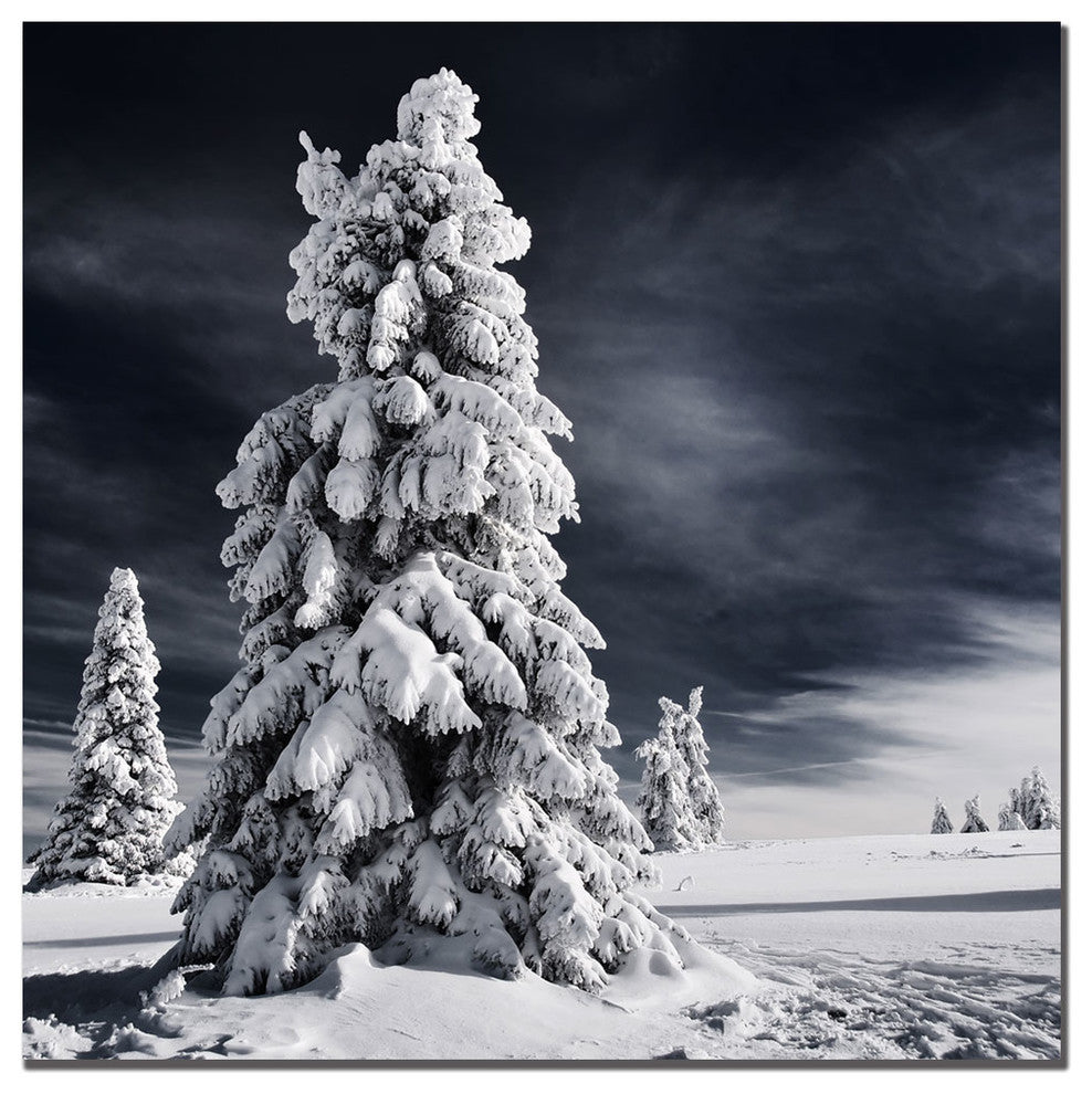 'White Ink' Canvas Art by Philippe Sainte-Laudy