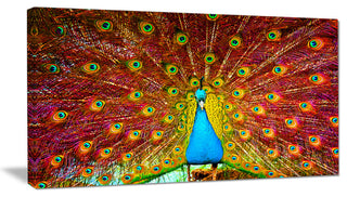 "Peacock Dancing" Animal Photography Canvas Print, 40"x20"