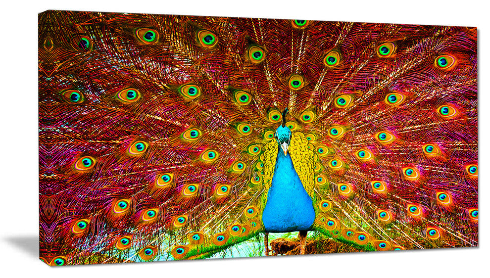 "Peacock Dancing" Animal Photography Canvas Print, 40"x20"