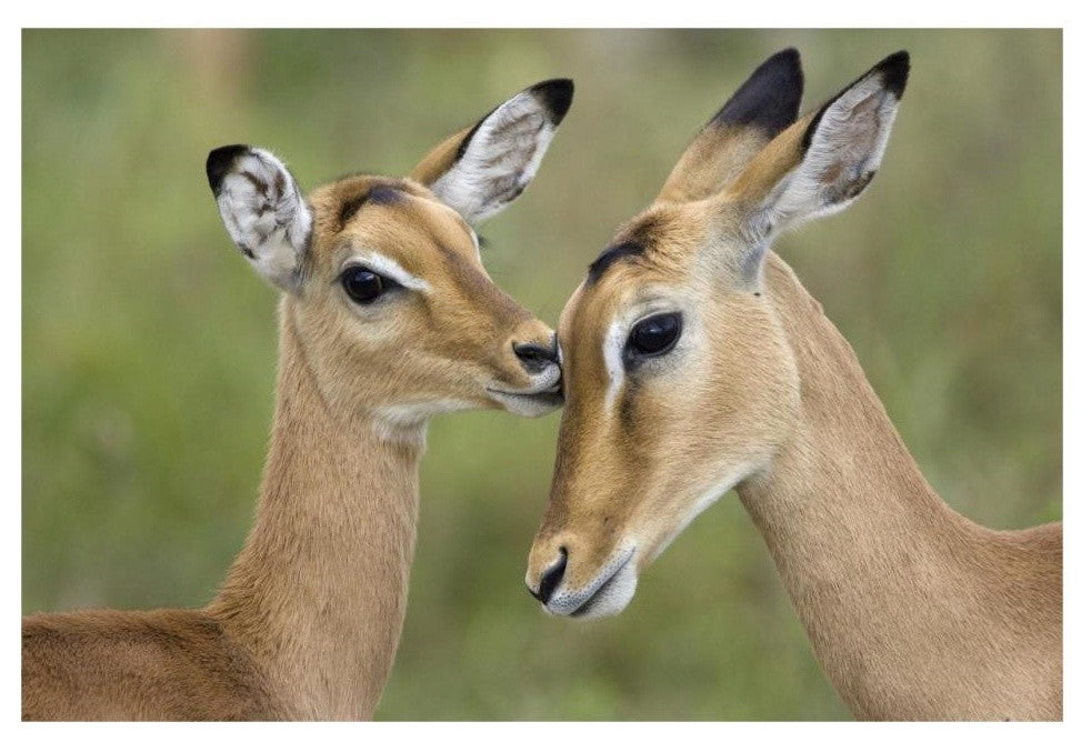 "Impala fawn grooming mother, Serengeti National Park" Paper Art, 32"x22"