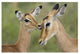 "Impala fawn grooming mother, Serengeti National Park" Paper Art, 32"x22"