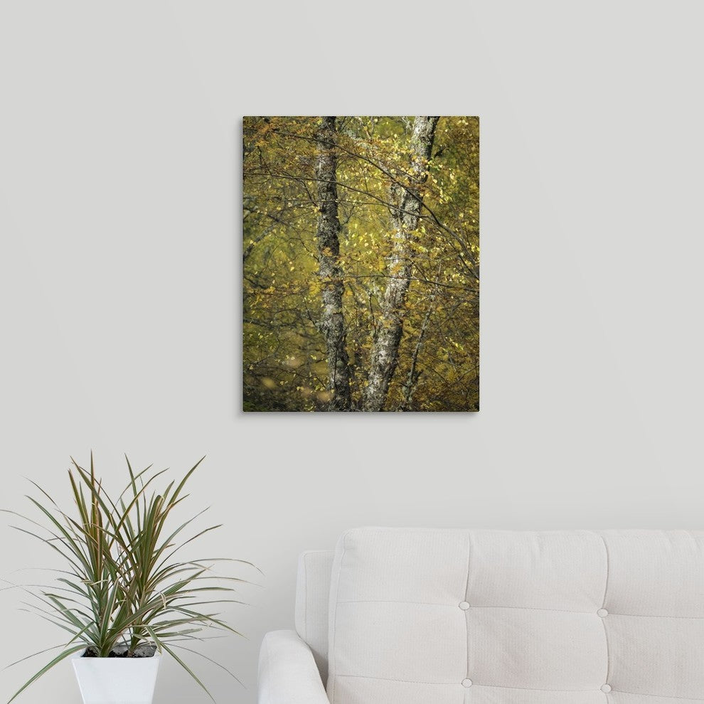 "Woodland Light" Wrapped Canvas Art Print, 16"x20"x1.5"