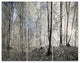 Dark Morning in Forest Panorama, Landscape Triptych Canvas Art, 36x28, 3 Panels