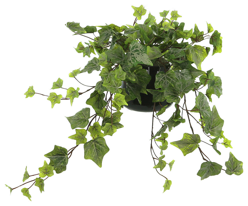 Ivy Arrangement in a Glass Vase