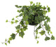 Ivy Arrangement in a Glass Vase