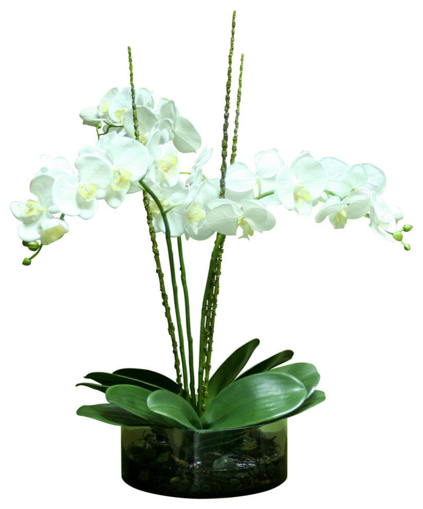 WaterlookÂ® Cream White Phaleanopsis Orchids with Foliage
