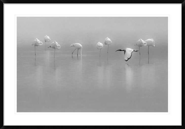 "Shades Of Gray" Framed Digital Print by Massimo Mei, 44x30"