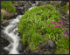 "Porphyry Creek near Silverton, Colorado"  by Tim Fitzharris, 33x25"