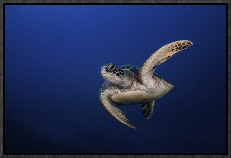 "Green Turtle" Framed Canvas Giclee by Barathieu Gabriel, 19x13"