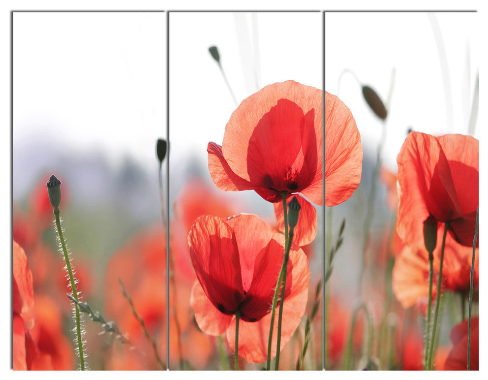 Soft Poppy Flowers Petals View, Floral Triptych Canvas Print, 36x28, 3 Panels