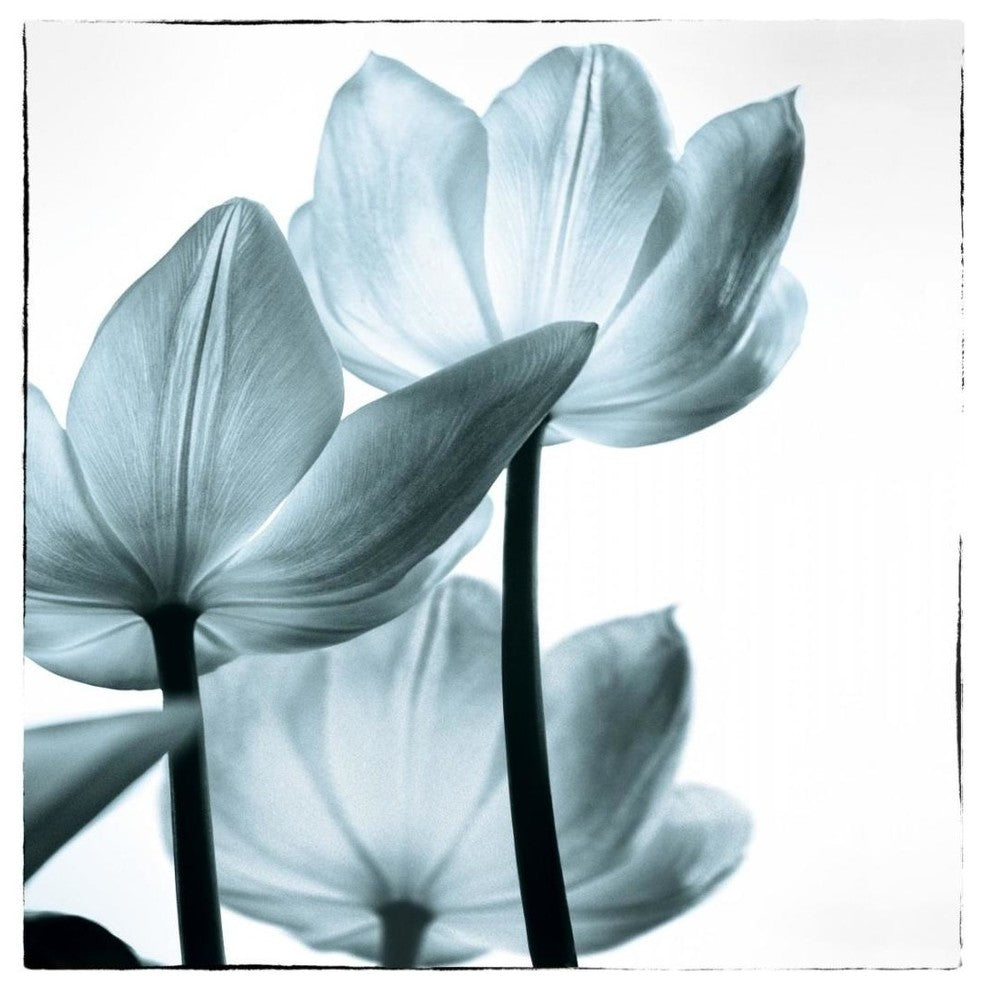 "Translucent Tulips III Sq Aqua" Print by Debra Van Swearingen, 23"x24"