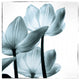 "Translucent Tulips III Sq Aqua" Print by Debra Van Swearingen, 23"x24"