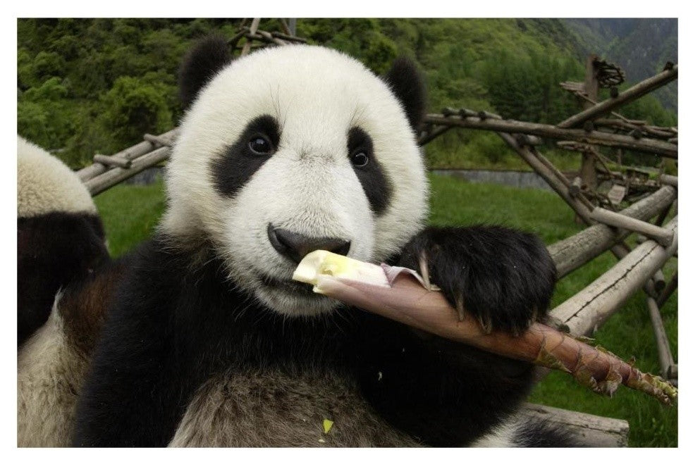 "Young Panda learning to eat bamboo, Wolong Nature Reserve" Paper Art, 32"x22"
