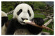"Young Panda learning to eat bamboo, Wolong Nature Reserve" Paper Art, 32"x22"