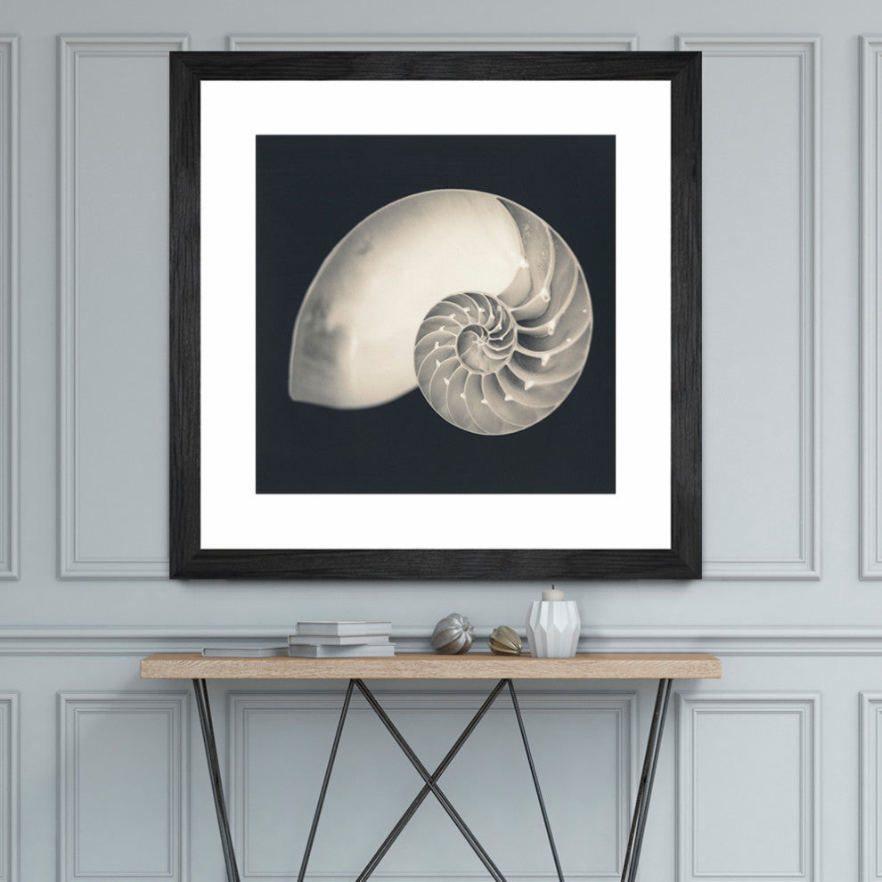 "Shell I" Matted and Framed, 36"x36"