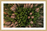 "Feather Trees" Framed Print by Karolis Janulis