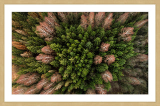 "Feather Trees" Framed Print by Karolis Janulis