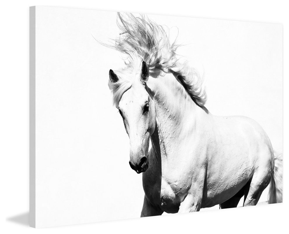 "Glorious Stallion" Art Print, 152x101 cm