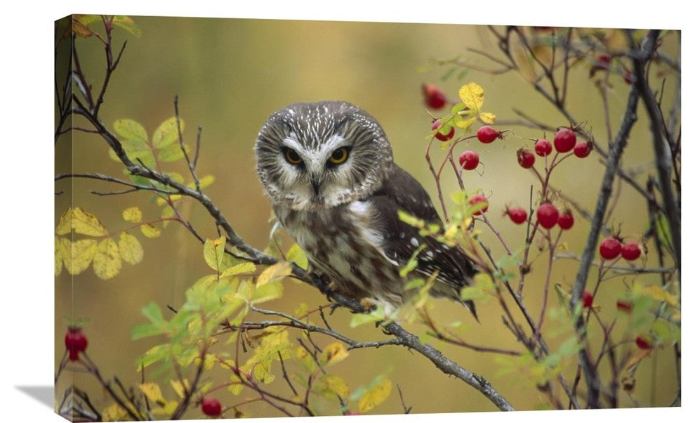 "Northern Saw-Whet In A Wild Rose Bush, British Columbia, Canada" Artwork