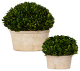 Oval Dome Boxwood Planters, Set of 2
