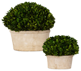 Two boxwood planters on a clean white background; full product hero with no context.