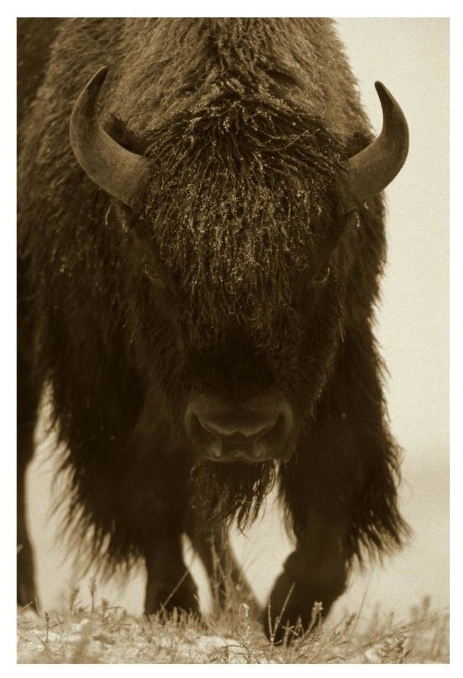 "American Bison portrait in snow, North America" Paper Art, 22"x32"
