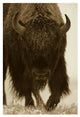 "American Bison portrait in snow, North America" Paper Art, 22"x32"