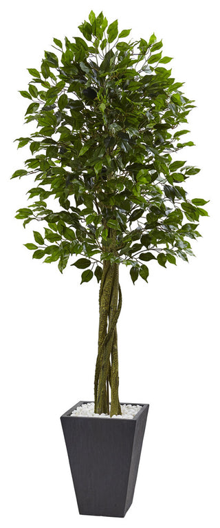 Full product photo on white background showing the entire ficus tree in slate planter.