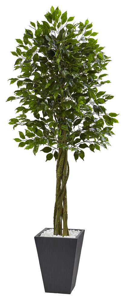 Full product photo on white background showing the entire ficus tree in slate planter.
