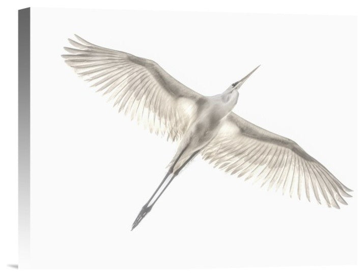 "Fly" Stretched Canvas Giclee by Keren Or, 16"x12"
