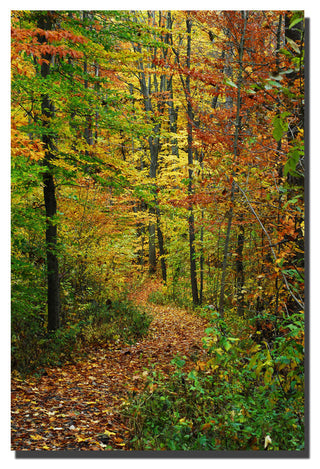 'Fall Trail' Canvas Art by Kurt Shaffer