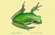 Green Tree Frog Door Mat 18x26