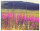 Purple Flowers in Mountain Pasture, Floral Triptych Canvas Art, 36x28, 3 Panels